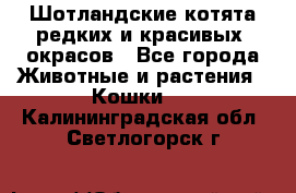 Шотландские котята редких и красивых  окрасов - Все города Животные и растения » Кошки   . Калининградская обл.,Светлогорск г.